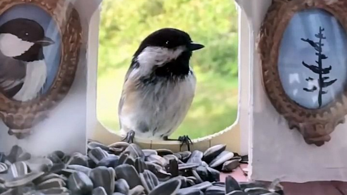 Trop mignon la maison de cet oiseau... remplie de graines !