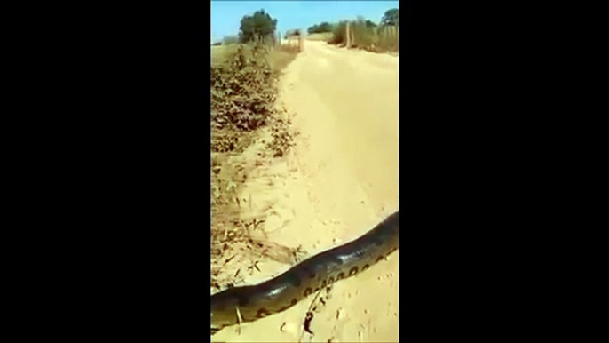 Giant anaconda crossing the road