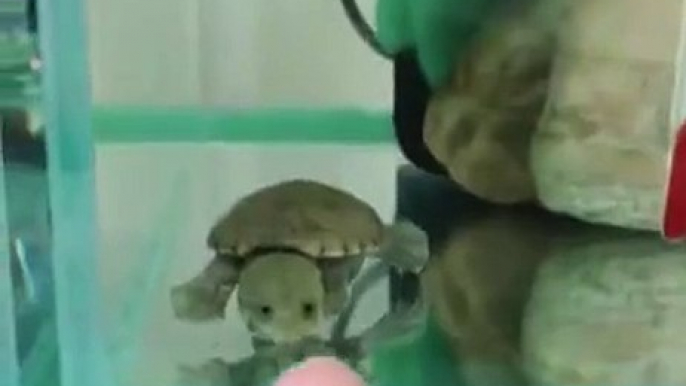 Fearless Turtle fights his captor!