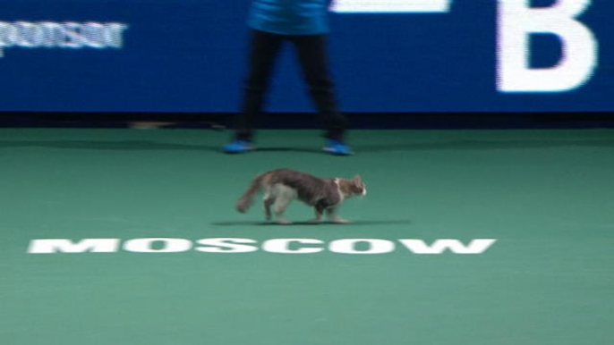 Moscou - Un chat traverse le court pendant le match de Stephens