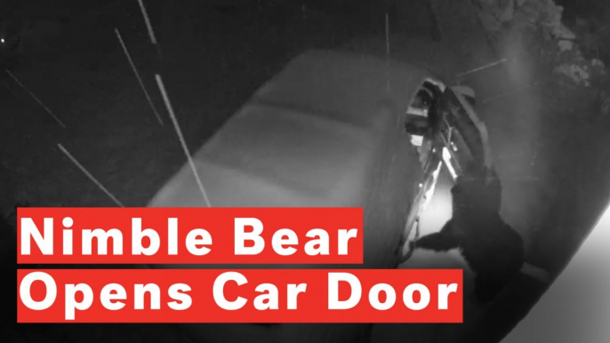 Watch Crafty Bear Open Car Door For Inspection