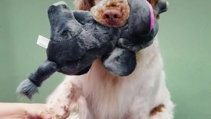 This dog holds onto her stuffed animals while she gets groomed