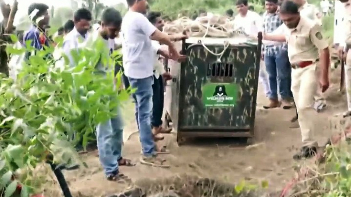 Leopard saved after falling in 30ft well