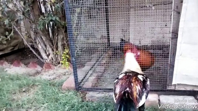 Cockfighting. (Desi murga vs Aseel murga fighting. -