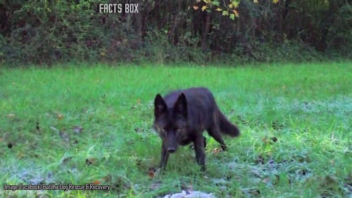 When This Lost Dog Met A Pack Of Wild Coyotes, How The Encounter Unfolded Left Experts Stunned