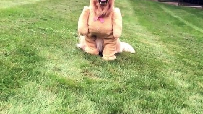 Dog Shows Off Cute Teddy Bear Costume