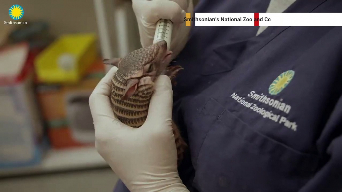 Zoo Staffers Hand-Rear 3-Month-Old Armadillo Pup After Mom Stops Producing Milk