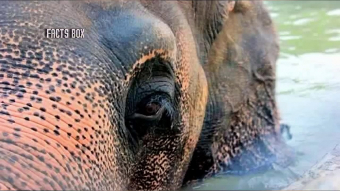 This Elephant Spent 30 Years Neglected By A Zoo – Until Activists Stepped Up To Set Him Free