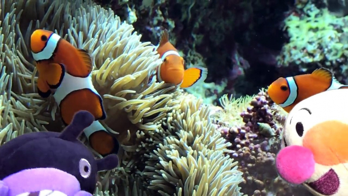 アンパンマンとバイキンマンが水族館でおおはしゃぎ② イルカ、ペンギン、ニモ、お魚、サメ、白イルカ、アシカ、あざらしを発見！❤︎おもちゃアニメ