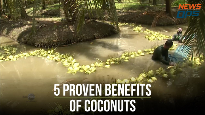 5 Proven Benefits Of Coconuts