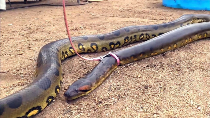 Promener son anaconda en laisse : animal de compagnie insolite