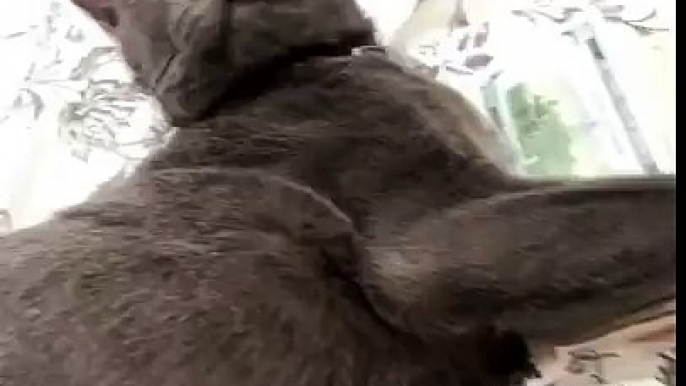 Cat doesn't want to give up its money