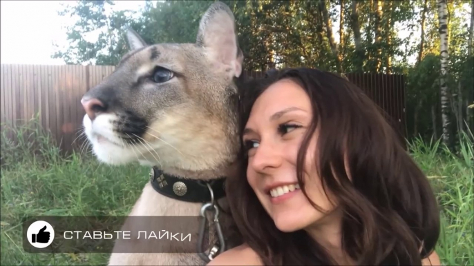 Cette femme russe nous présente son lynx de compagnie... Très gros chat