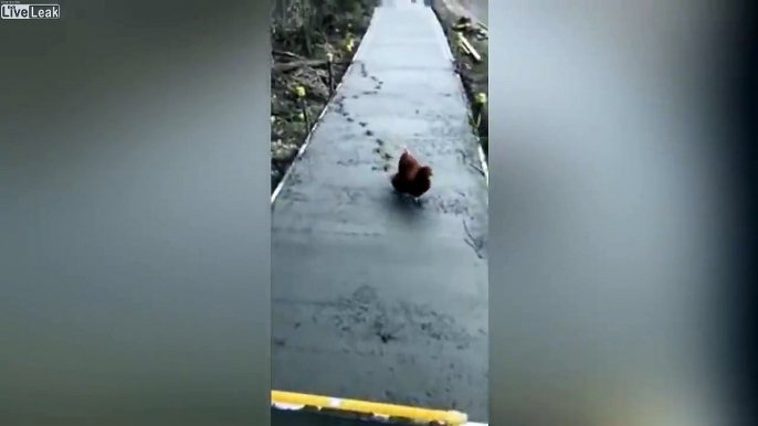 Cette poule marche dans le béton frais posé par ces ouvriers ! Et ruine tout le travail..