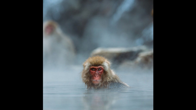 ¿Por qué los macacos japoneses adoran las aguas termales?