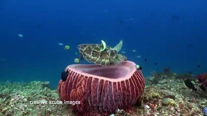 Avez-vous déjà vu une tortue de mer qui se prépare à faire la sieste