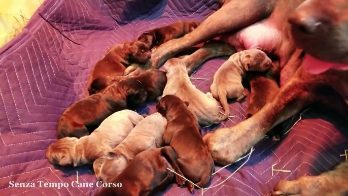 Update on our 12 hour old puppies!!