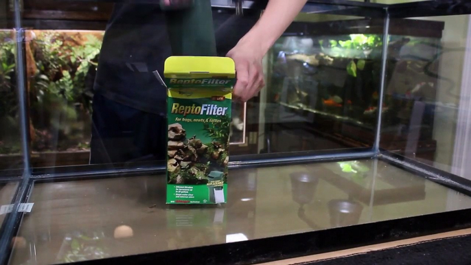 The ULTIMATE Fire-Bellied Toad Paludarium