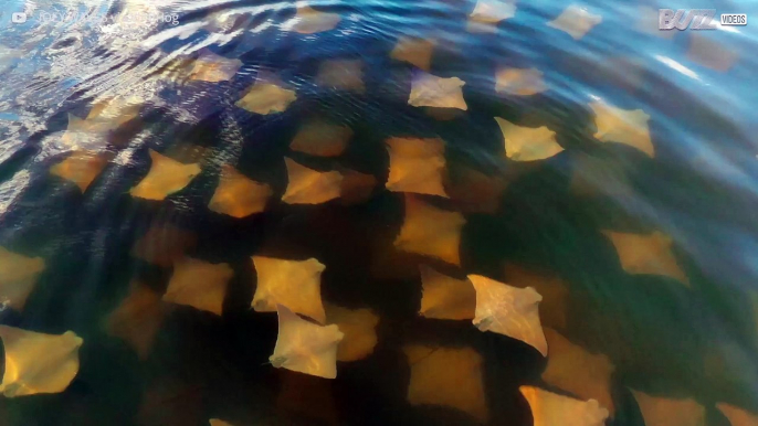 Astounding aerial view of massive ray migration in Florida