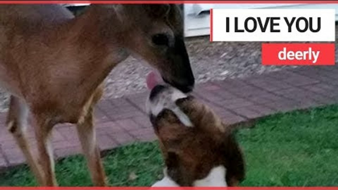 Adorable baby deer becomes best pals with bulldog | SWNS TV