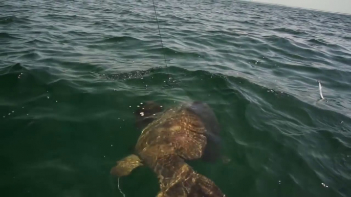 Un mérou géant vient dévorer le requin accroché à la ligne d'un pecheur