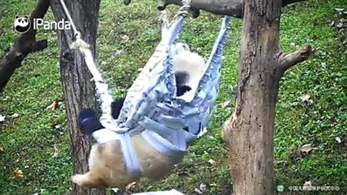 - What’s happening to this hammock, Qing Qing?- It should take the punishment. You know, I am in good shape and it can’t even hold me. It fails in its duty!#