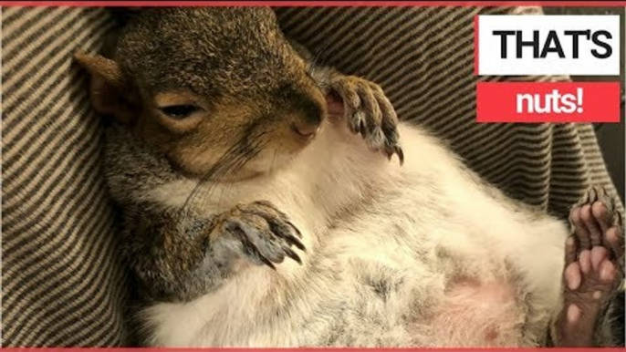 Meet the ADORABLE squirrel that gets PAMPERED everyday! | SWNS TV