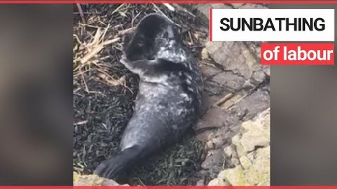 One-month-old seal pup rescued after being discovered sunbathing | SWNS TV