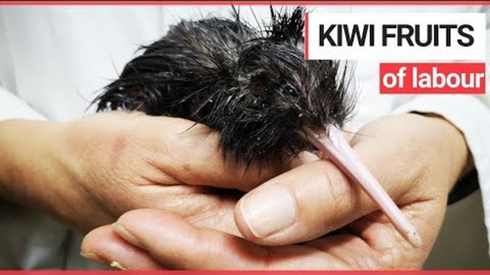 Vets Perform Emergency 'Caesarean' to Help Hatch Tiny Kiwi Chick | SWNS TV