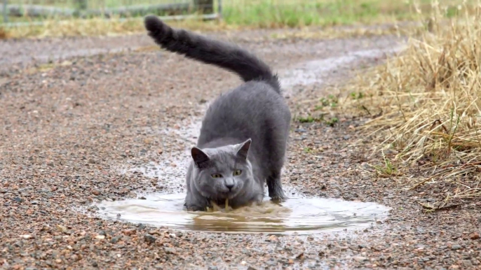 Ce chat adore jouer dans les flaques d'eau... Inhabituel