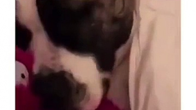 Kitty Unable To Sleep For Dog's Snoring