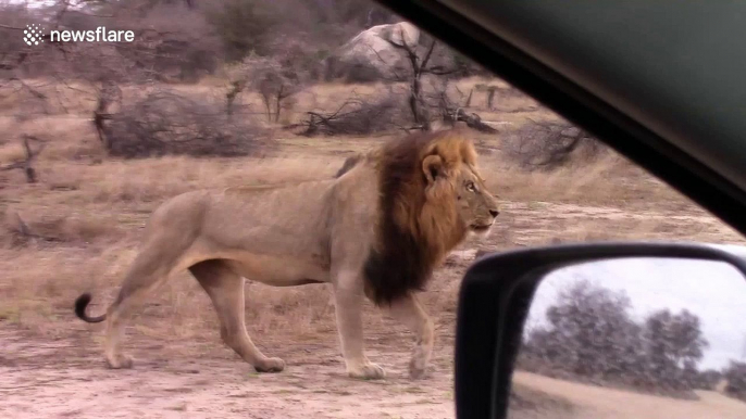 Rare sighting of five male lions spotted together in Kruger National Park