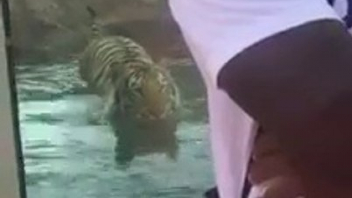 Un tigre en mode chasseur dans un zoo