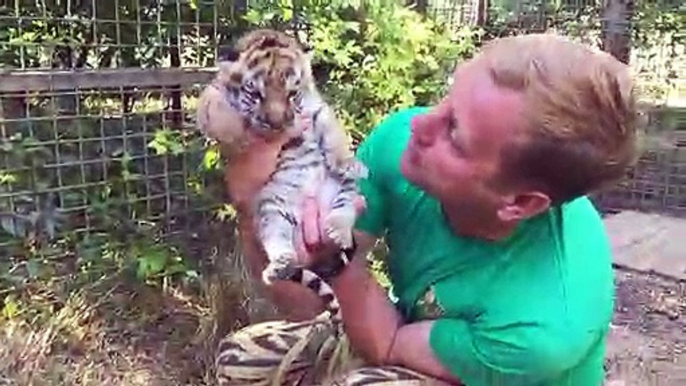 Ce dresseur russe nous présente ses bébés tigres adorables