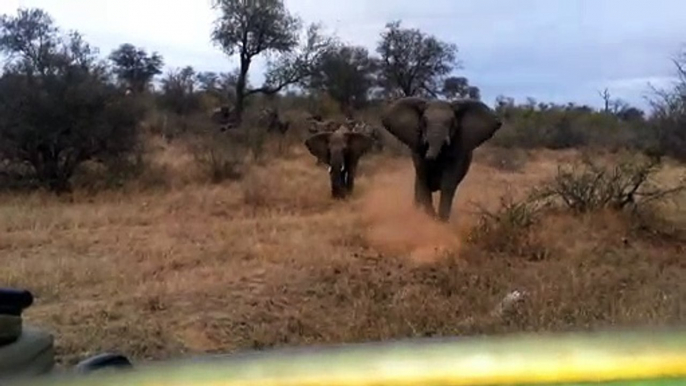 Scary moment elephants attack safari jeep