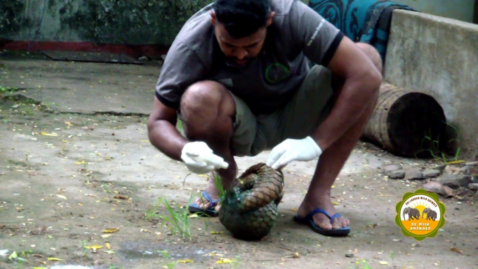 Injured pangolin