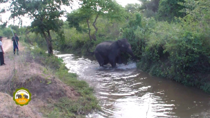 The wounded elephant treated by wildlife officers !