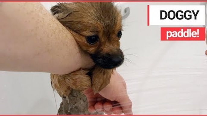 Cute Puppy taking his FIRST BATH Clings to his Owner | SWNS TV