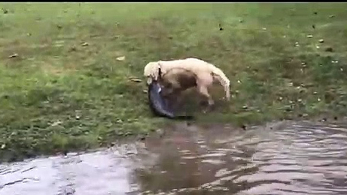 Ce chien attrape un énorme poisson chat... Bon pecheur