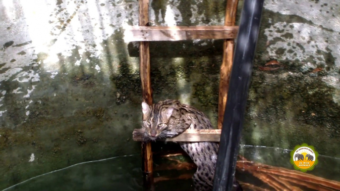 This fishing cat rescued from a well !