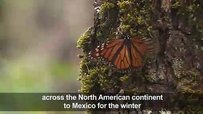 'Migrant' monarch butterflies arrive in Mexico for winter