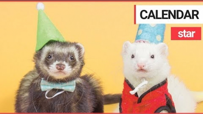 Festive Ferret in his Own Calendar has Already Raked in $3K in Sales Ahead of the Holidays | SWNS TV