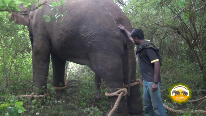 Massive elephant captured from Tissamaharama !