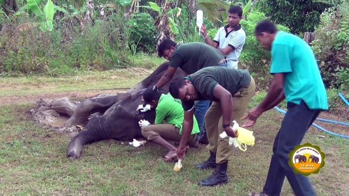 Injured baby elephant !