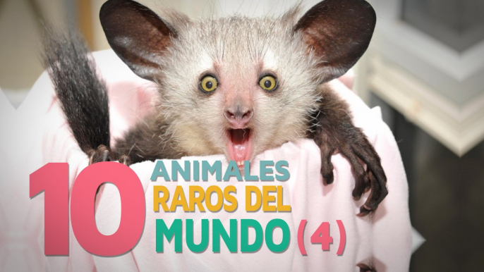 10 Animales raros del mundo | Fascinantes y curiosos 4