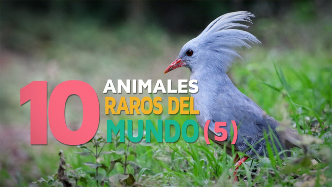 10 Animales raros del mundo | Fascinantes y curiosos 5