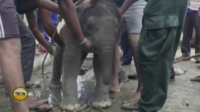 Baby elephant rescued !