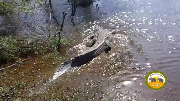 Crocodile trap !