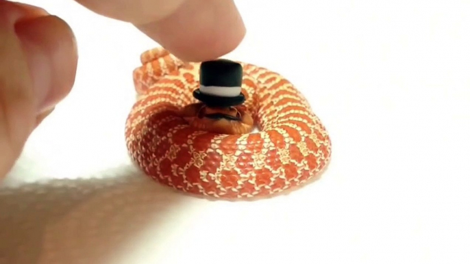 Ce petit serpent avec son chapeau est trop mignon