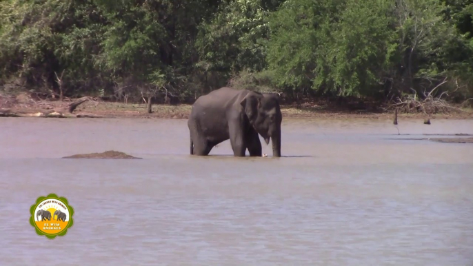 An Injured elephant treated by wildlife officers !